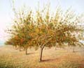 73x60 Manzanos